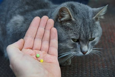 Magical oitty cat pills